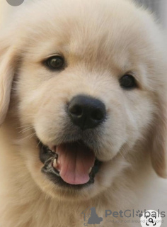 Photo №1. golden retriever - à vendre en ville de Chicago | 473€ | Annonce №46540