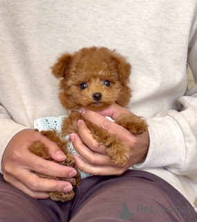 Photo №1. caniche (jouet) - à vendre en ville de Leipzig | négocié | Annonce №163989