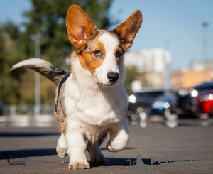 Photo №2 de l'annonce № 121318 de la vente welsh corgi - acheter à Fédération de Russie éleveur