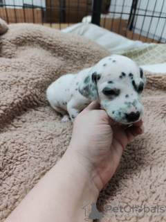 Photos supplémentaires: Superbes chiots Dalmatien taches noires ou hépatiques