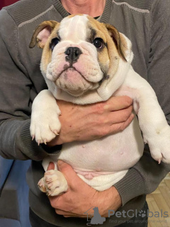 Photos supplémentaires: Bulldog anglais