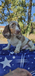 Photo №4. Je vais vendre teckel en ville de Bachka-palanka.  - prix - négocié