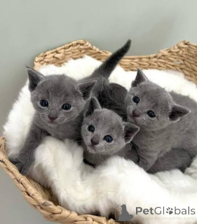 Photo №3. Adorables chatons T.IC.A chatons bleus russes intelligents à adopter. La croatie