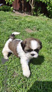 Photo №4. Je vais vendre lhassa apso, pékinois, shih tzu en ville de Vilnius. annonce privée, de la fourrière, éleveur - prix - 600€