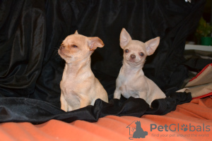 Photo №4. Je vais vendre chihuahua en ville de Krivoy Rog.  - prix - 400€