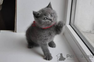 Photo №3. Mignon chaton British shorthair à adopter gratuitement. Allemagne