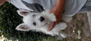 Photo №3. Chiot Bolonka Weta FCI. Pologne