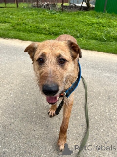 Photo №2 de l'annonce № 136159 de la vente chien bâtard - acheter à Fédération de Russie annonce privée