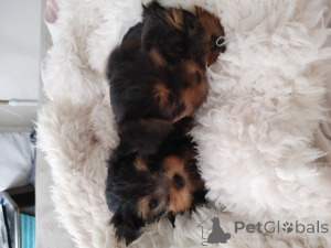 Photo №2 de l'annonce № 173373 de la vente yorkshire terrier - acheter à Israël annonce privée