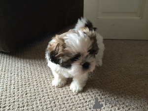 Photo №1. shih tzu - à vendre en ville de Alajärvi | négocié | Annonce №168274