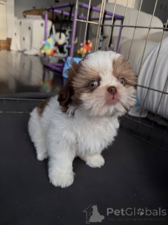 Photo №1. shih tzu - à vendre en ville de Varsovie | négocié | Annonce №163145