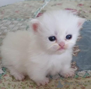 Photo №1. persan - à vendre en ville de Birlenbach | 350€ | Annonce № 147242