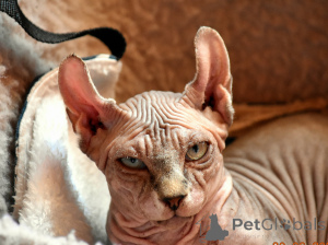 Photo №2 de l'annonce № 146284 de la vente bambino - acheter à Pologne annonce privée