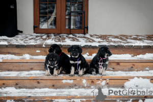 Photo №1. buryat wolfhound mongol - à vendre en ville de Voronezh | 493€ | Annonce №80869