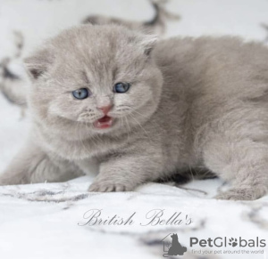 Photo №2 de l'annonce № 108933 de la vente british shorthair - acheter à Allemagne annonce privée, éleveur