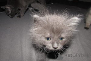 Photo №3. Ragdolls à vendre. USA