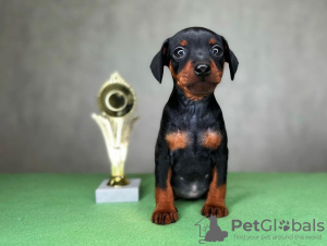 Photo №2 de l'annonce № 98897 de la vente pinscher nain - acheter à Allemagne éleveur