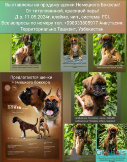 Photo №1. boxer - à vendre en ville de Tachkent | négocié | Annonce №111313