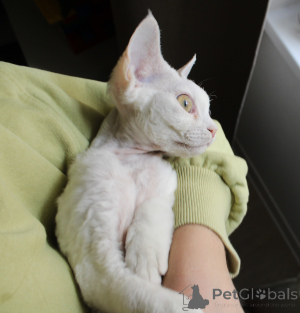 Photo №3. Magnifique Devon White Rex Kitty. Pologne