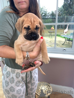 Photo №2 de l'annonce № 168259 de la vente bullmastiff - acheter à Suède annonce privée, éleveur