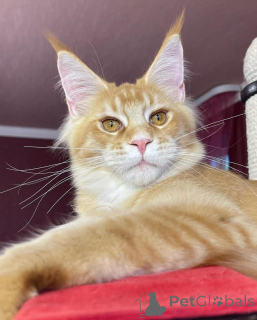 Photo №2 de l'annonce № 135409 de la vente maine coon - acheter à Allemagne annonce privée