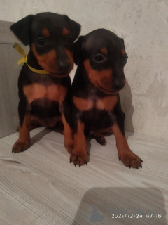 Photo №1. pinscher nain - à vendre en ville de Bobruisk | 182€ | Annonce №18286