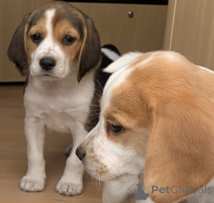 Photo №4. Je vais vendre beagle en ville de Huldenberg. annonce privée, éleveur - prix - 800€