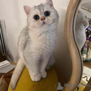 Photo №2 de l'annonce № 157683 de la vente british shorthair - acheter à Allemagne annonce privée