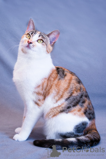 Photos supplémentaires: Le chat tricolore Busya est entre de bonnes mains