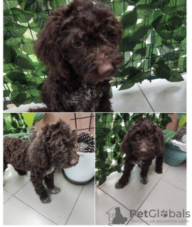 Photos supplémentaires: Chiots Lagotto Romagnolo à vendre