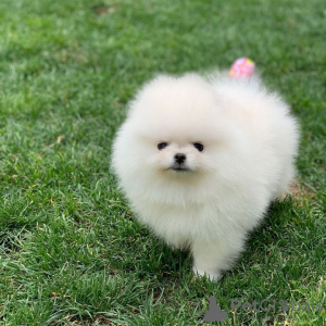 Photo №3. Les chiots Spitz de Poméranie recherchent une nouvelle maison, les chiots sont. Allemagne