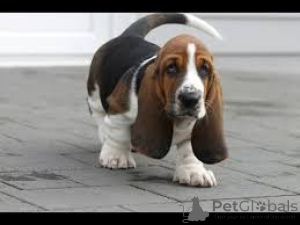 Photo №2 de l'annonce № 135929 de la vente basset hound - acheter à Allemagne 
