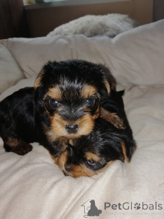Photo №1. biewer yorkshire terrier, yorkshire terrier - à vendre en ville de Vilnius | 600€ | Annonce №139533