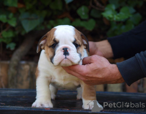 Photo №1. bulldog anglais - à vendre en ville de Zrenjanin | négocié | Annonce №122127