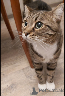 Photo №2 de l'annonce № 147189 de la vente  - acheter à Fédération de Russie annonce privée