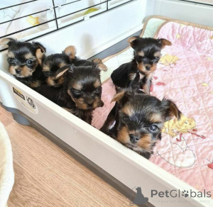 Photo №1. yorkshire terrier - à vendre en ville de Madrid | 800€ | Annonce №166193