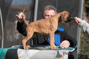 Photo №4. Je vais vendre boxer en ville de Vilovo. éleveur - prix - négocié