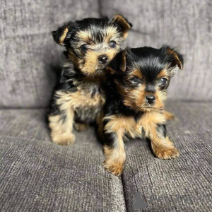 Photo №1. yorkshire terrier - à vendre en ville de Fracasse | négocié | Annonce №154047