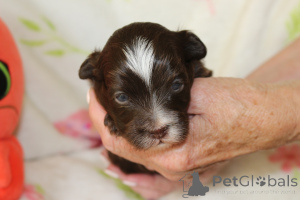 Photo №4. Je vais vendre west highland white terrier en ville de Daszewice. éleveur - prix - 1200€