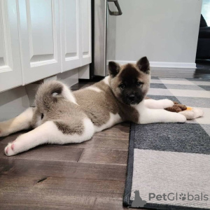 Photo №4. Je vais vendre akita (chien) en ville de New york. annonce privée, éleveur - prix - négocié