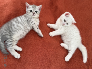 Photo №4. Je vais vendre british shorthair en ville de Paris. annonce privée - prix - 300€