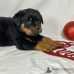 Photo №2 de l'annonce № 127090 de la vente rottweiler - acheter à Allemagne annonce privée