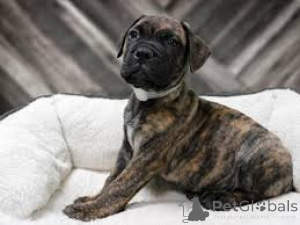 Photo №2 de l'annonce № 136210 de la vente bullmastiff - acheter à La Grande-Bretagne 