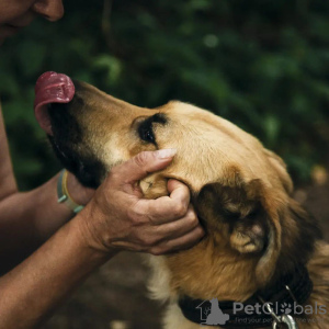 Photo №1. chien bâtard - à vendre en ville de Москва | Gratuit | Annonce №112136