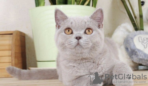 Photo №1. british shorthair - à vendre en ville de Криводановка | 370€ | Annonce № 115055