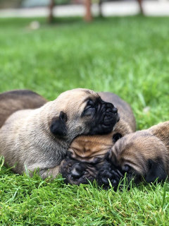 Photos supplémentaires: Première vente de chiots Cane Corso