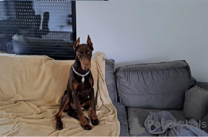 Photo №1. dobermann - à vendre en ville de Smederevo | négocié | Annonce №84256