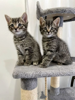 Photo №1. european à poil ras - à vendre en ville de Båstad | négocié | Annonce № 161096