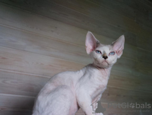 Photo №2 de l'annonce № 11175 de la vente devon rex - acheter à Fédération de Russie 