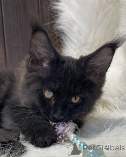 Photo №3. Maine coon. La Grande-Bretagne